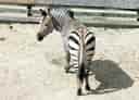動物図鑑・ハートマンヤマシマウマの写真 5